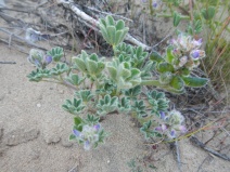Lupinus nipomensis