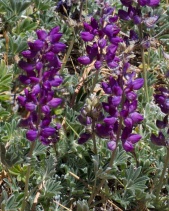 Lupinus albifrons var. abramsii