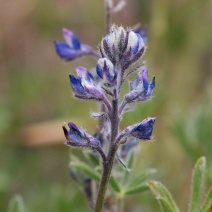 Lupinus pachylobus
