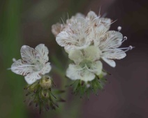 Phacelia malvifolia