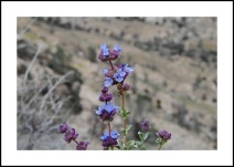 Salvia dorrii var. pilosa