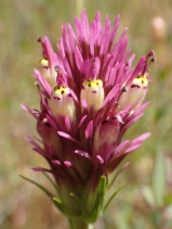 Castilleja densiflora ssp. densiflora