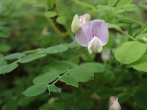 Lathyrus torreyi