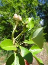 Pyrus communis