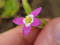 Zeltnera davyi