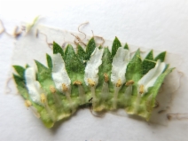Horkelia californica