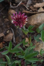 Trifolium longipes ssp. shastense