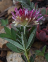 Trifolium longipes ssp. shastense