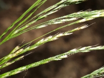 Deschampsia elongata