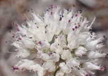 Allium sanbornii var. congdonii