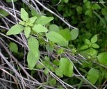 Parietaria hespera var. californica