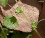 Parietaria hespera var. californica
