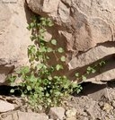 Parietaria hespera var. californica