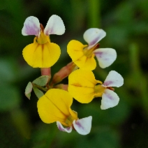 Hosackia gracilis