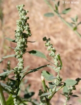 Chenopodium berlandieri