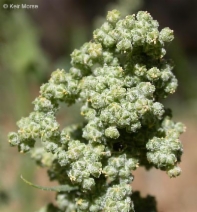 Chenopodium berlandieri