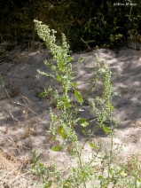 Chenopodium berlandieri