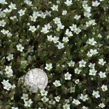 Minuartia nuttallii var. gregaria