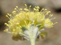 Eriogonum tripodum