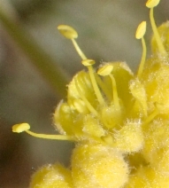 Eriogonum tripodum