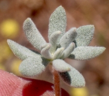 Eriogonum tripodum