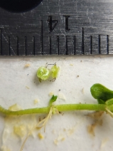 Callitriche heterophylla var. bolanderi