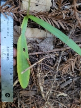 Piperia candida
