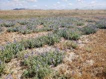 Lupinus formosus var. robustus