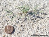 Astragalus didymocarpus