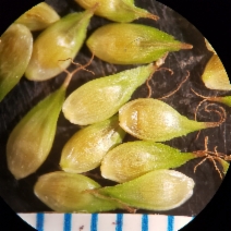 Carex harfordii