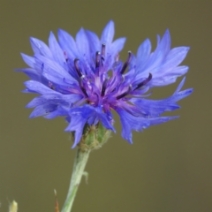 Centaurea cyanus