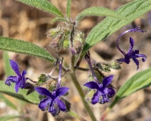 Trichostema laxum