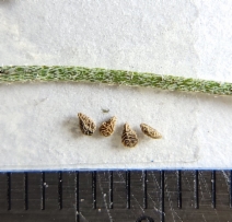 Plagiobothrys bracteatus