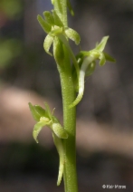 Piperia elongata