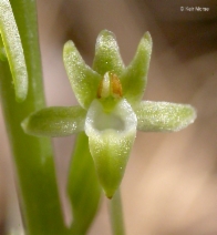 Piperia elongata
