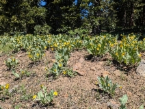 Wyethia mollis