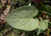 Arnica cordifolia