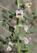 Antirrhinum ovatum