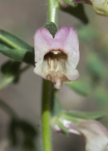 Antirrhinum ovatum
