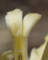 Iris tenuissima ssp. purdyiformis