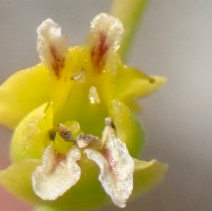 Streptanthus polygaloides