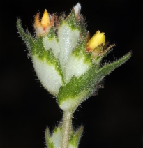 Mentzelia congesta