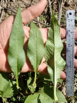 Persicaria lapathifolia