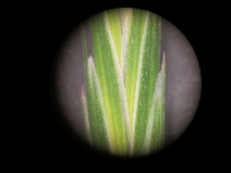 Bromus arizonicus