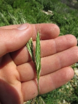 Bromus arizonicus
