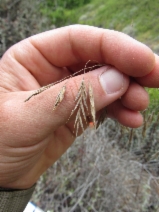 Bromus pseudolaevipes