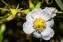 Carpenteria californica