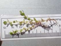 Anagallis minima