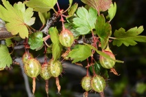 Ribes californicum var. californicum