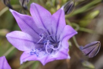 Triteleia laxa